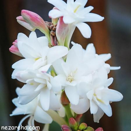 عکس گل مریم عکس گل مریم , گل مریم , عکس گل مریم با کیفیت , تصاویر گل مریم سفید ,