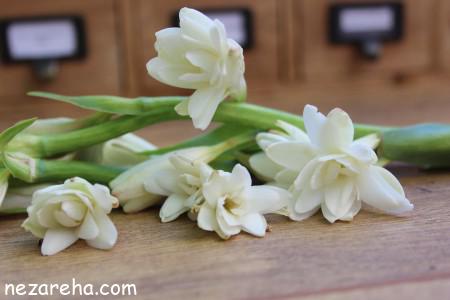 عکس شاخه گل مریم گل های مریم , عکس دسته گل مریم , عکس گل مریم