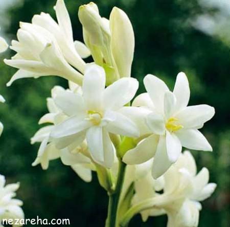 دسته گل مریم گل مریم سفید , عکس گل مریم برای پروفایل , گالری عکس های گل مریم