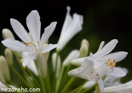 گل مریم عکس گل مریم , گل مریم , عکس گل مریم با کیفیت , تصاویر گل مریم سفید ,